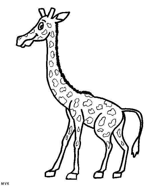 giraffe011