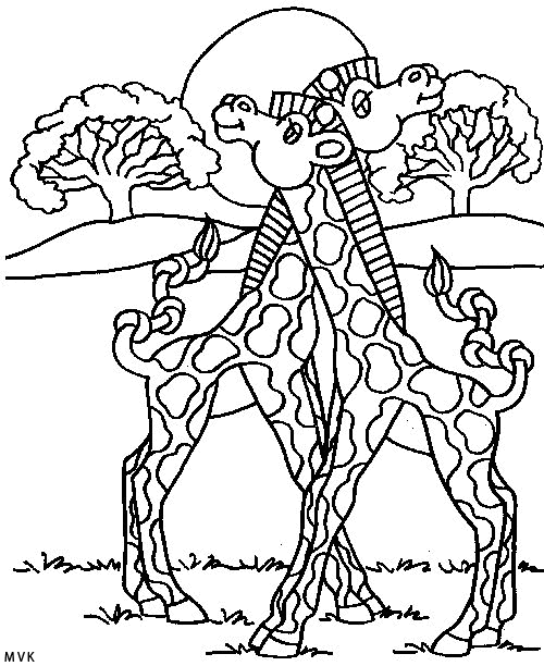 giraffe015