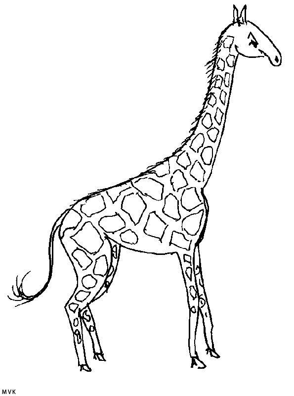 giraffe018