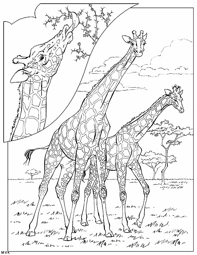giraffe021