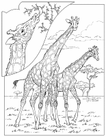 A coloring page of giraffe