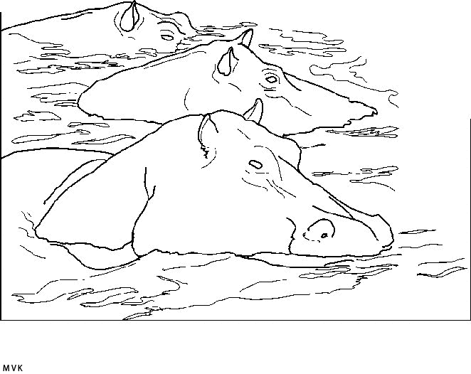 hippopotamus001