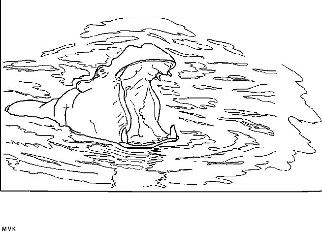 hippopotamus002