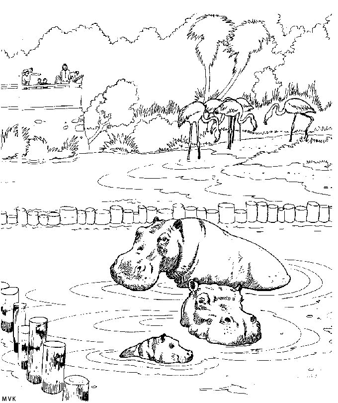 hippopotamus003