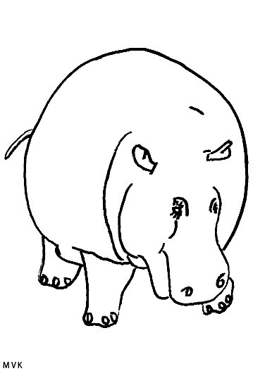 hippopotamus005
