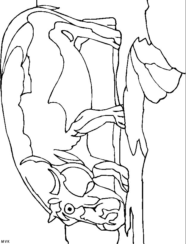hippopotamus008
