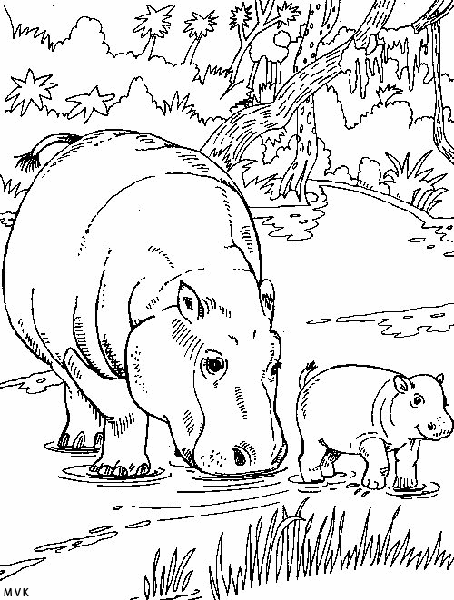 hippopotamus009