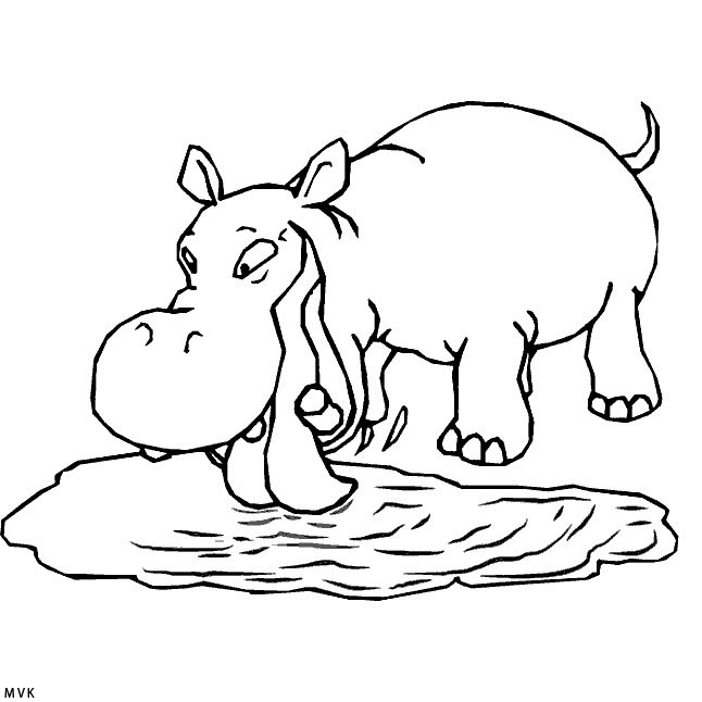 hippopotamus012