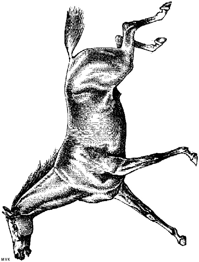 horse001