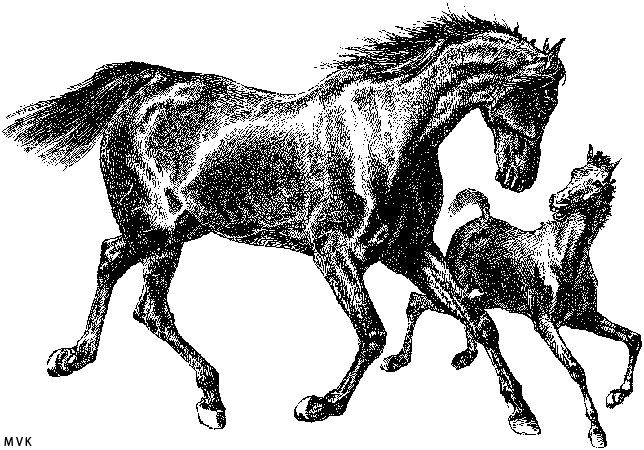 horse007