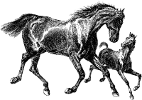 A coloring page of horse