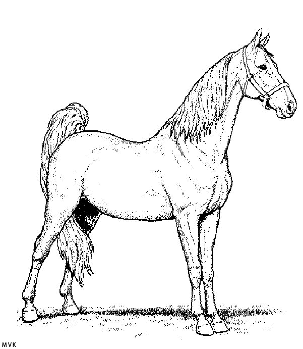 horse008