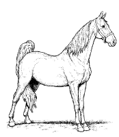 A coloring page of horse