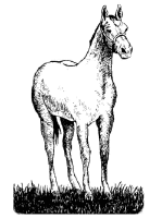 A coloring page of horse