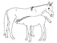 A coloring page of horse