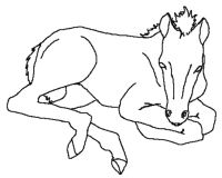 A coloring page of horse