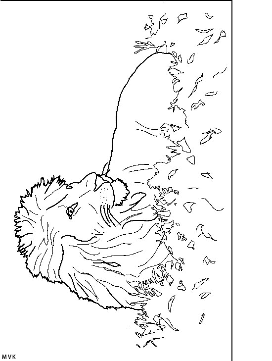 lion005