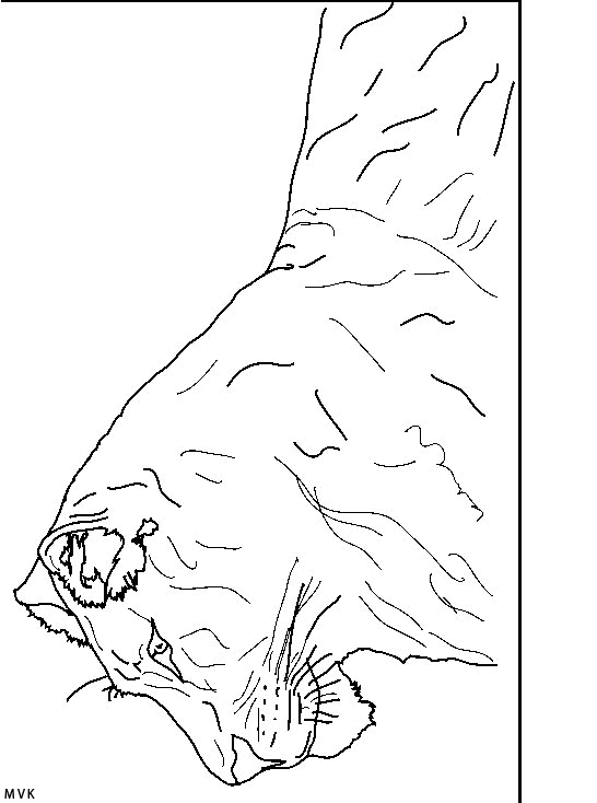 lion006