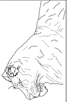 A coloring page of lion