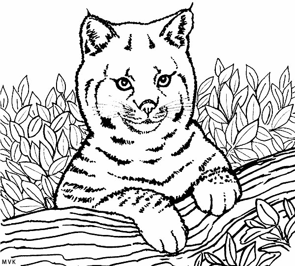 lion014