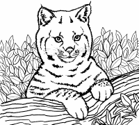 A coloring page of lion