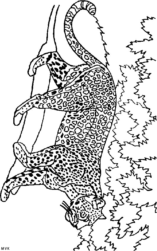 lion016