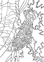 A coloring page of lion