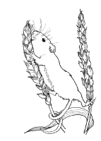 A coloring page of mice