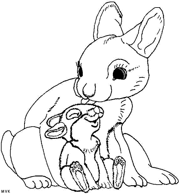 rabbit004