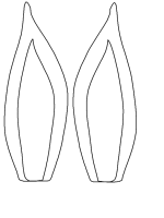 A coloring page of rabbit