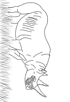 A coloring page of rhinoceros