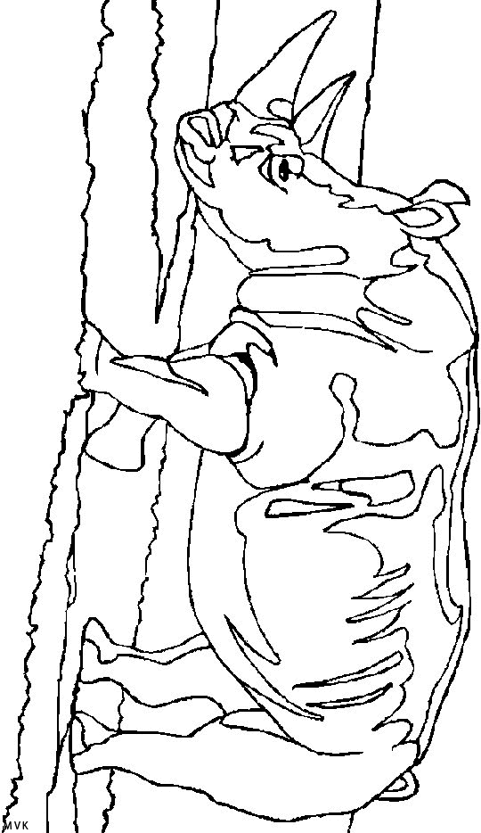 rhinoceros005