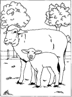 A coloring page of sheep