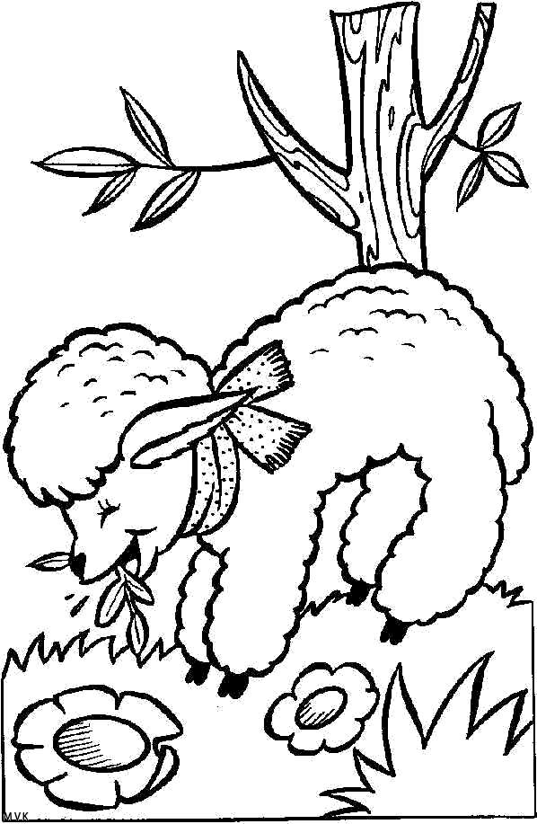 sheep004