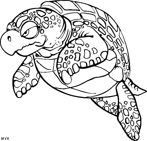 turtle004