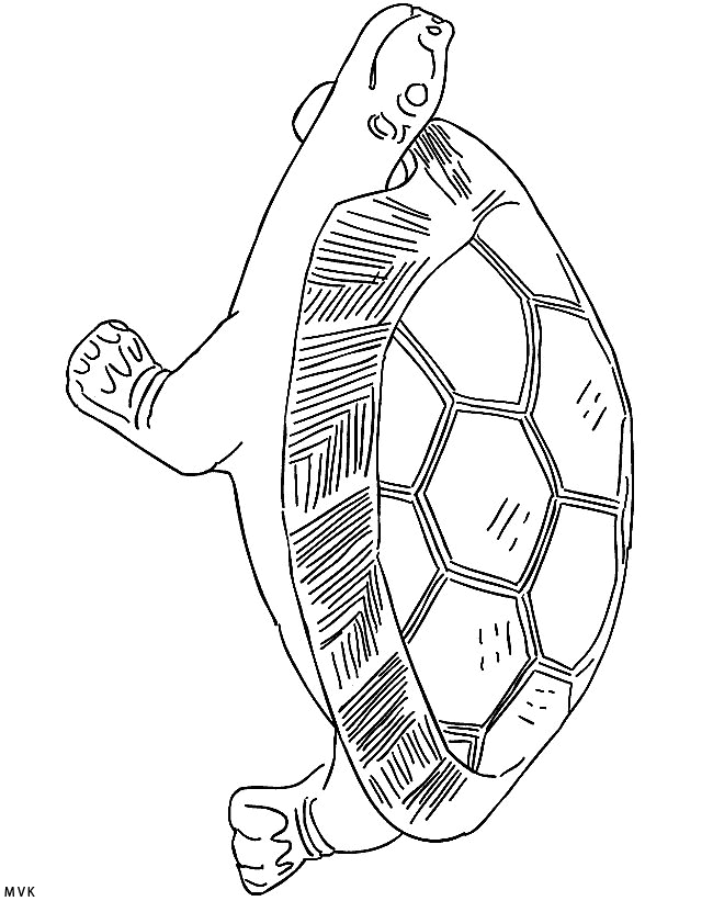 turtle014