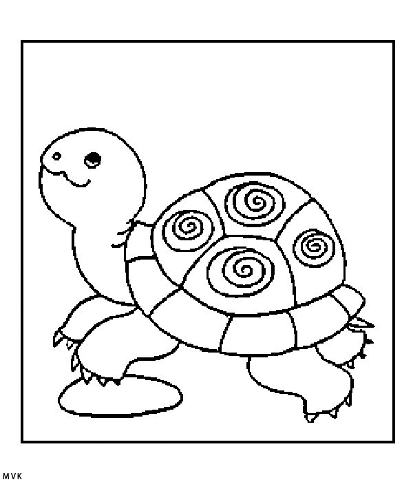 turtle017