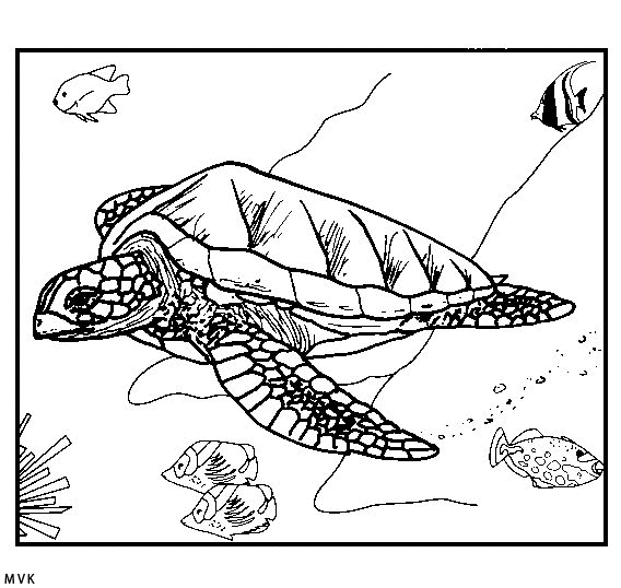 turtle018
