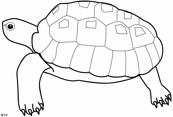 turtle027