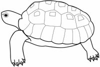 A coloring page of turtle
