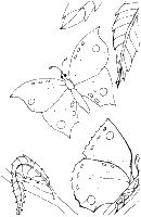 A coloring page of genesis