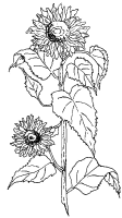 A coloring page of flower