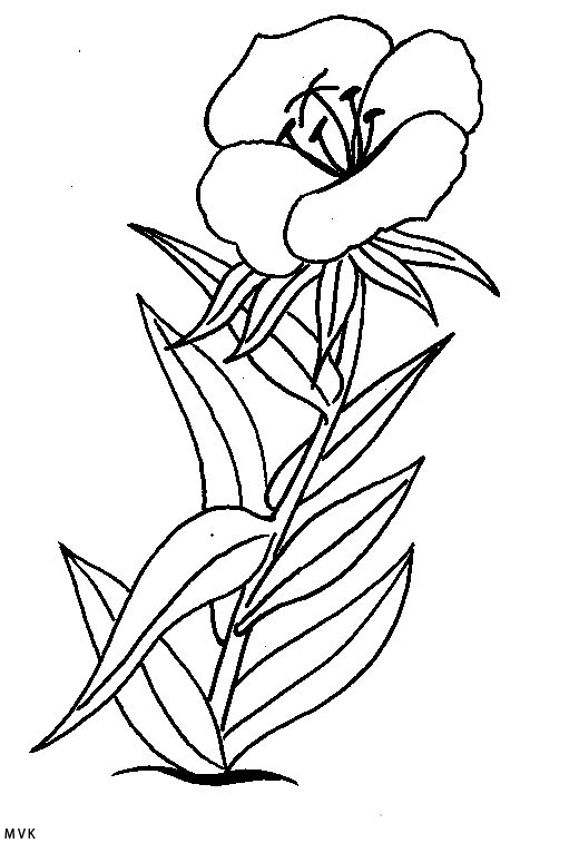 flower006