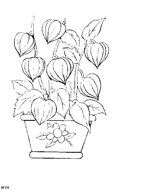 flower010
