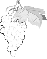 A coloring page of fruit