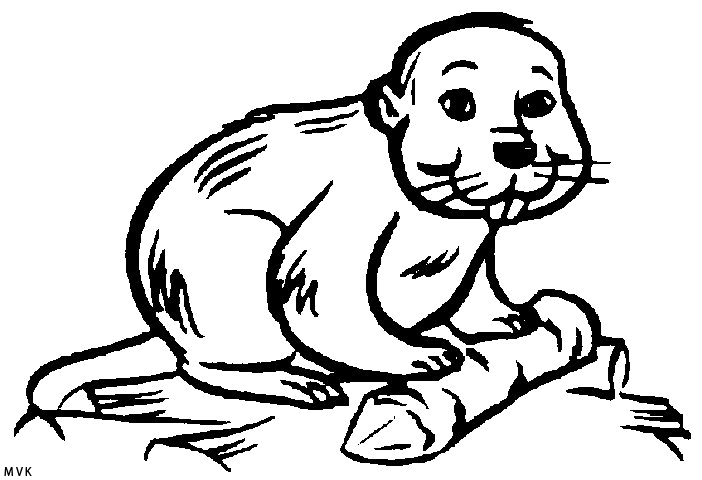 beavers012