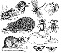 A coloring page of nature