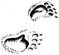 A coloring page of nature