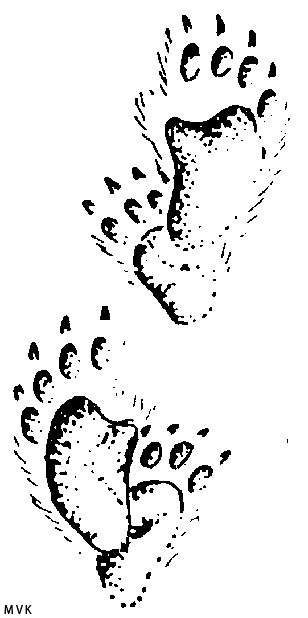 nature021
