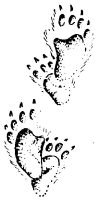 A coloring page of nature